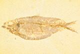 Framed Fossil Fish (Knightia) - Wyoming #147192-1